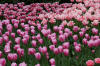Keukenhof un festival de tulipe page 6  51 