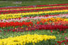 Keukenhof un festival de tulipe page 6  41 