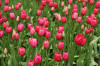 Keukenhof un festival de tulipe page 6  31 