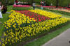 Keukenhof un festival de tulipe page 6  29 