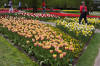 Keukenhof un festival de tulipe page 6  26 