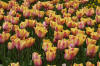 Keukenhof un festival de tulipe page 6  25 