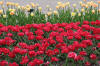 Keukenhof un festival de tulipe page 6  18 