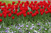 Keukenhof un festival de tulipe page 6  17 