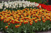 Keukenhof un festival de tulipe page 6  13 