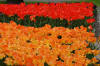 Keukenhof un festival de tulipe page 6  11 