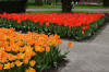 Keukenhof un festival de tulipe page 6  10 