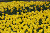 Keukenhof un festival de tulipe page 6  9 