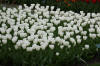 Keukenhof un festival de tulipe page 6  6 