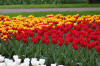 Keukenhof un festival de tulipe page 6  5 