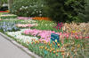 Keukenhof un festival de tulipe page 6  4 