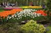 Keukenhof un festival de tulipe page 7  35 