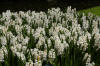 Keukenhof un festival de tulipe page 7  33 