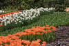 Keukenhof un festival de tulipe page 7  13 