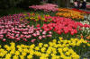 Keukenhof un festival de tulipe page 7  7 