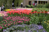 Keukenhof un festival de tulipe page 7  6 