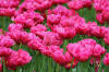 Keukenhof un festival de tulipe page 8  40 