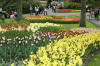 Keukenhof un festival de tulipe page 8  37 