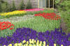 Keukenhof un festival de tulipe page 8  33 