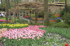 Keukenhof un festival de tulipe page 8  28 