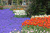 Keukenhof un festival de tulipe page 8  25 