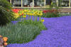 Keukenhof un festival de tulipe page 8  24 