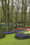 Keukenhof un festival de tulipe page 8  10 