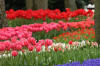 Keukenhof un festival de tulipe page 8  5 