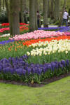 Keukenhof un festival de tulipe page 8  2 