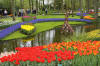 Keukenhof un festival de tulipe page 8  4 