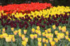 Keukenhof un festival de tulipe page 9  49 