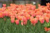 Keukenhof un festival de tulipe page 9  37 