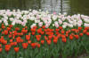 Keukenhof un festival de tulipe page 9  36 