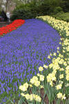 Keukenhof un festival de tulipe page 9  35 