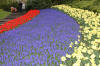 Keukenhof un festival de tulipe page 9  33 