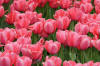 Keukenhof un festival de tulipe page 9  26 