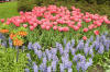 Keukenhof un festival de tulipe page 9  25 