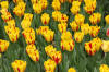 Keukenhof un festival de tulipe page 9  22 