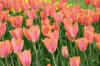 Keukenhof un festival de tulipe page 9  21 