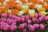 Keukenhof un festival de tulipe page 9  15 