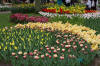 Keukenhof un festival de tulipe page 9  13 