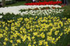 Keukenhof un festival de tulipe page 9  12 