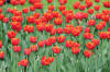 Keukenhof un festival de tulipe page 9  11 