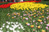 Keukenhof un festival de tulipe page 9  5 
