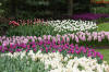 Keukenhof un festival de tulipe page 9  4 