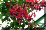 Les serres Royal de Belgique - Les Fuchsias  19 