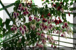 Les serres Royal de Belgique - Les Fuchsias  36 