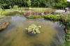 Bassin de jardin naturel  Lasne - Vue gnrale  15 