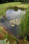 Bassin de jardin naturel  Lasne - Vue gnrale  34 