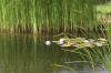 Bassin de jardin naturel  Lasne - Vue gnrale  37 